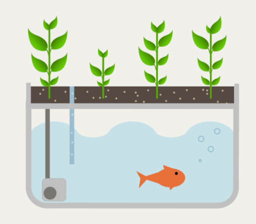 Aquaponics